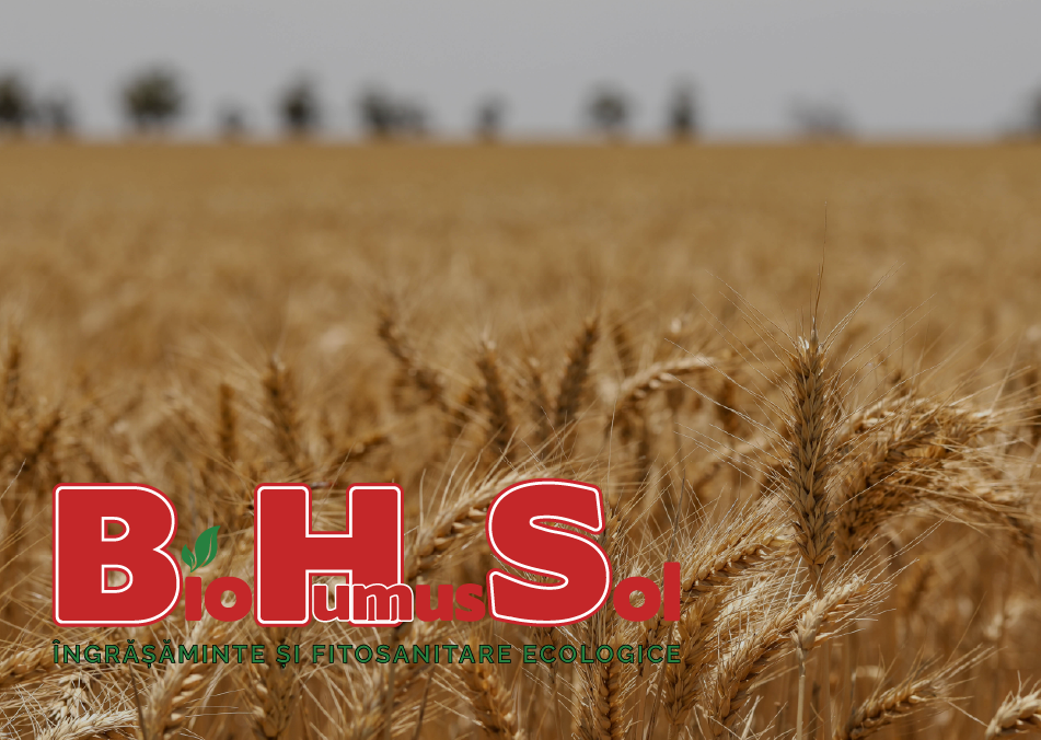 BHS